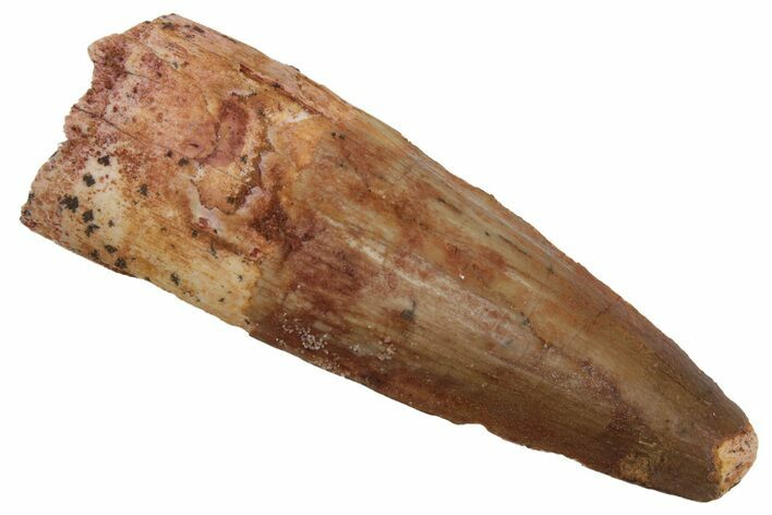 Fossil Spinosaurus Tooth - Real Dinosaur Tooth #215378